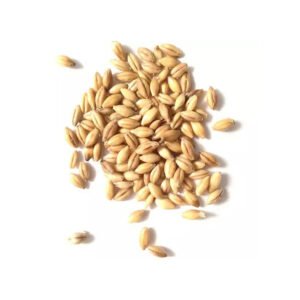 Barley Grain