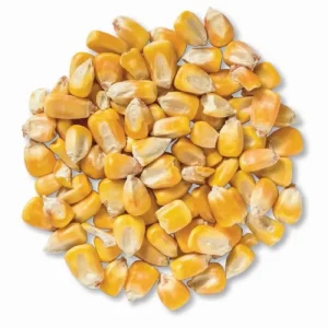 Sweet Maize Yellow Corn Premium Quality